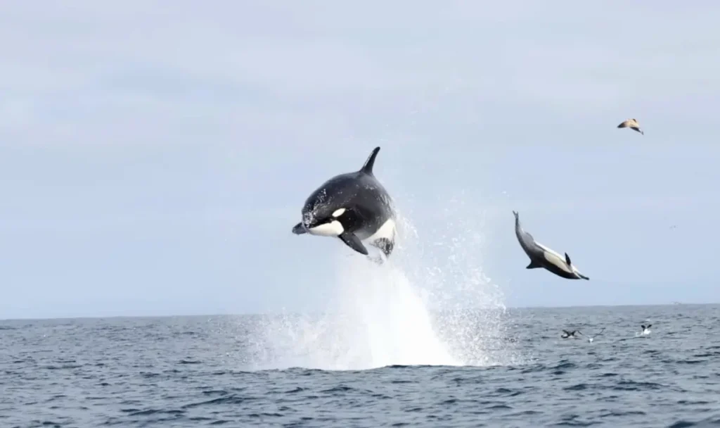 Un orca atacando un delfin con una embestida que lo saca del agua