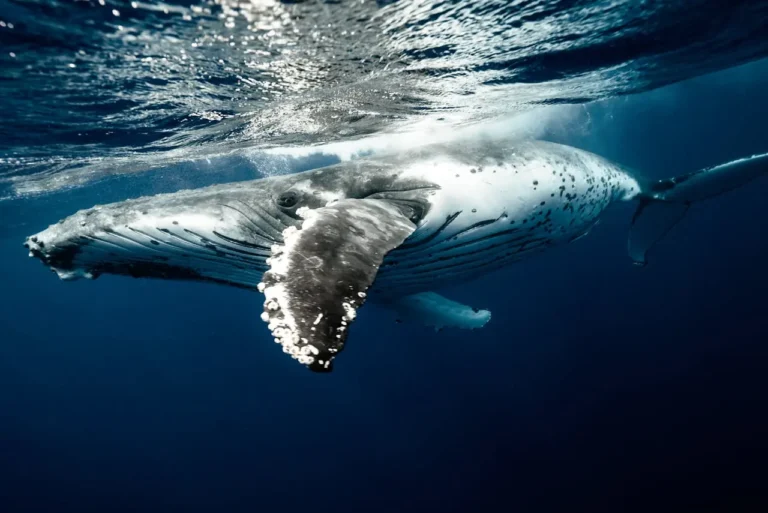 Una ballena azul nadando por la superficie del océano
