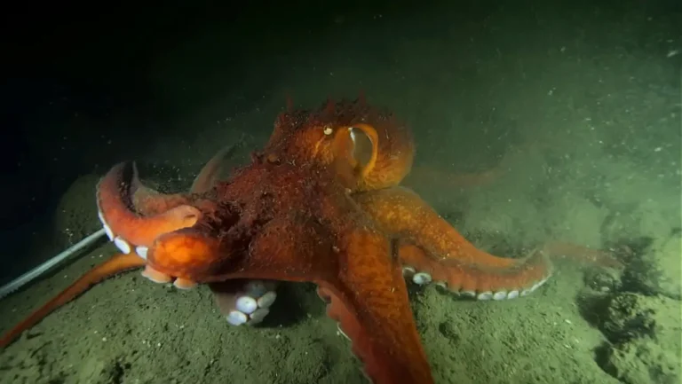 Un pulpo gigante del pacífico en el fondo oceánico