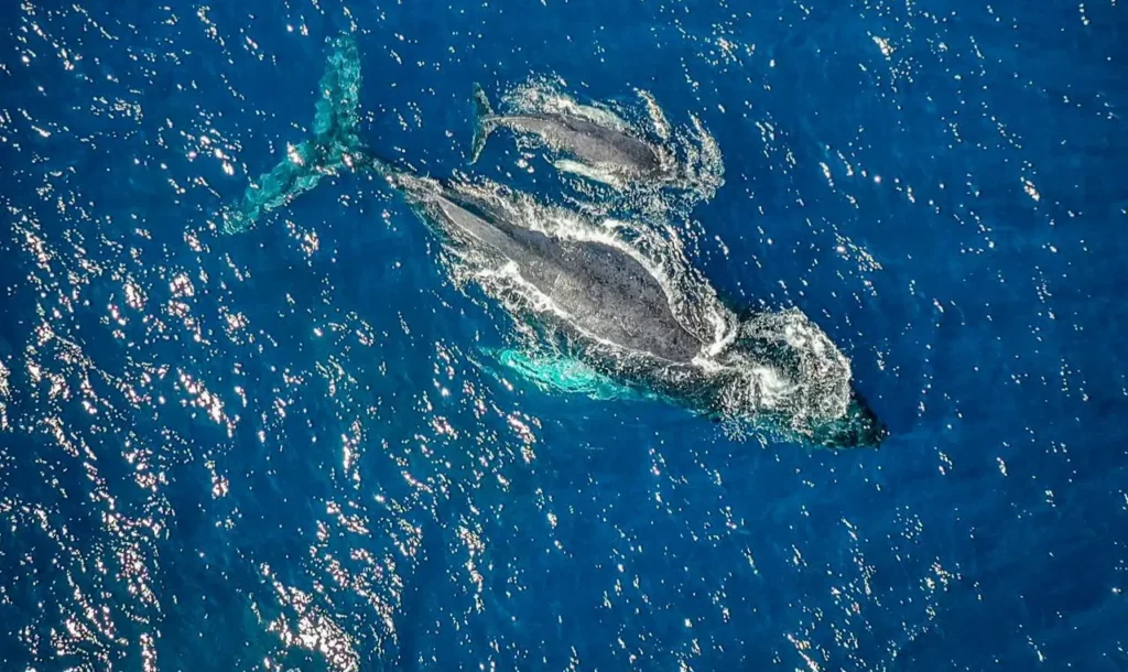 Imagen de una ballena nadando con su cría en el océano