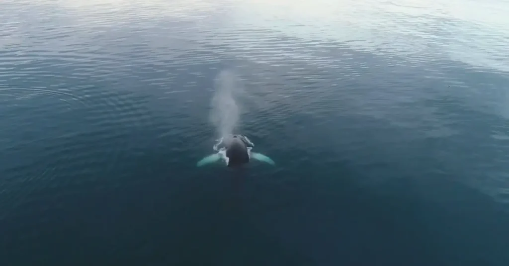 Imagen de una ballena saliendo a la superficie para respirar.