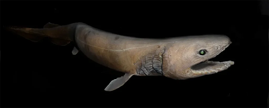 Imagen de un tiburón anguila en la penumbra