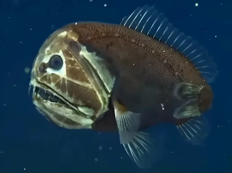 La imagen de un pez ogro en el agua