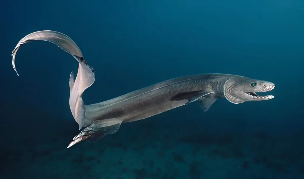 Imagen de un tiburón anguila en el fondo marino