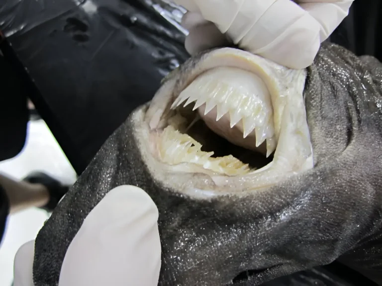 Imagen que muestra los dientes de un tiburón cortador de galletas