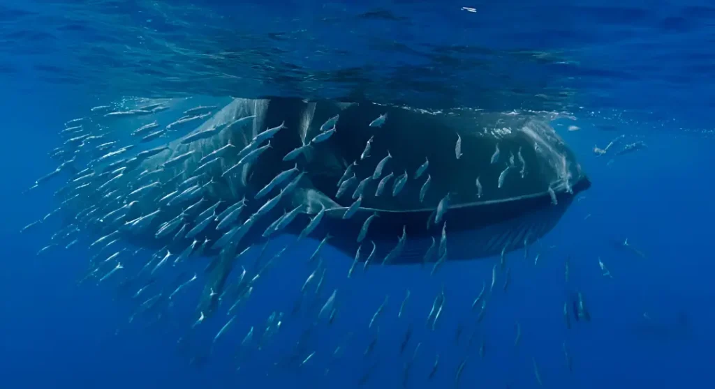 Imagen de una ballena barbada alimentándose de un banco de peces