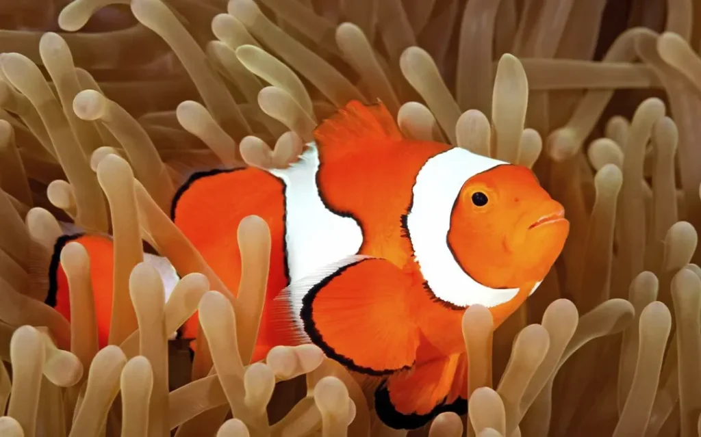Imagen de un pez payaso en un coral