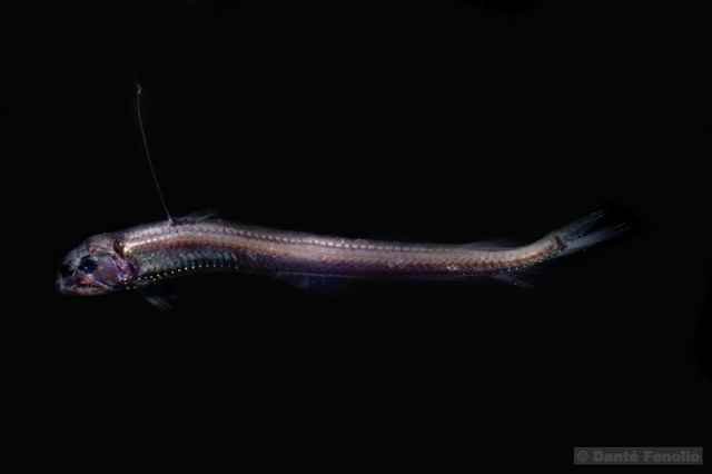 Imagen de un pez víbora en la oscuridad oceánica.