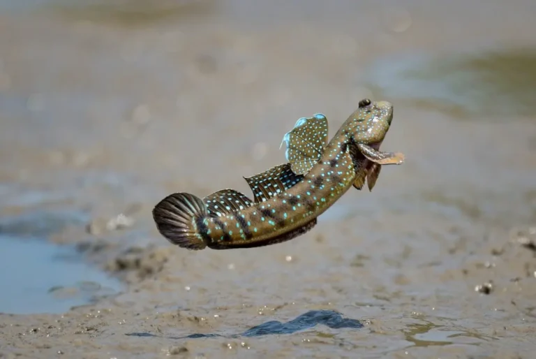 Un pez pulmonado saltando en la tierra