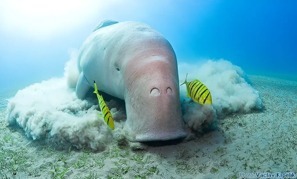 Imagen de un dugongo comiendo en el fondo marino