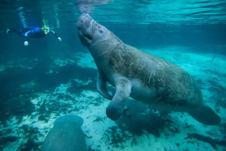 Imagen de un manatí debajo del agua