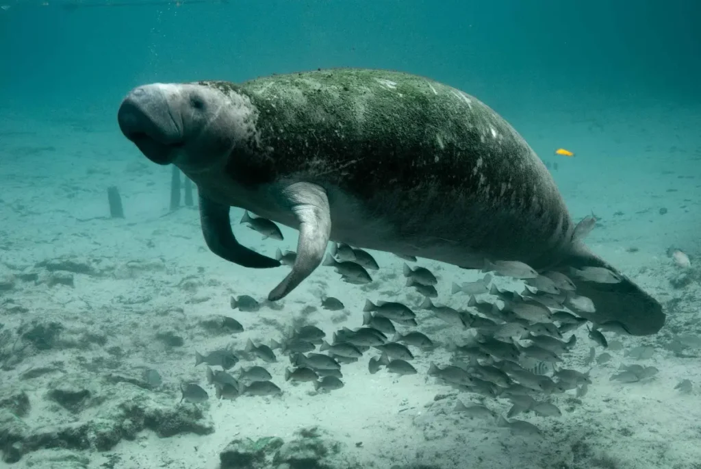 Imagen de un manatí del Amazonas