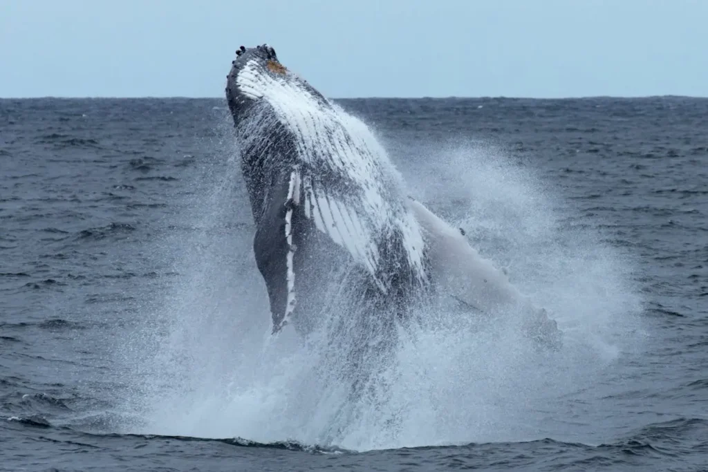 Imagen que muestra una gran ballena azul saltando en mar abierto