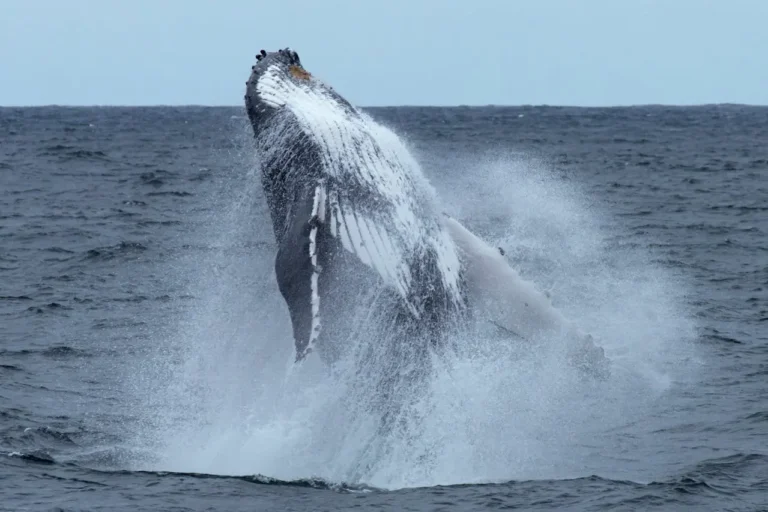 Imagen que muestra una gran ballena azul saltando en mar abierto