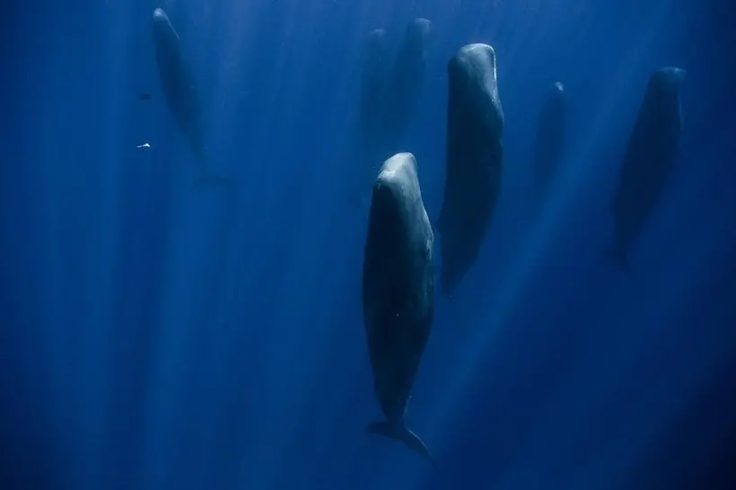 Imagen que muestra a un grupo de cachalotes durmiendo de forma vertical