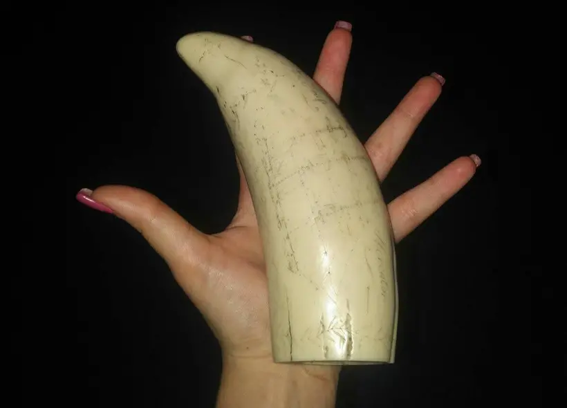 Imagen que muestra un diente de cachalote