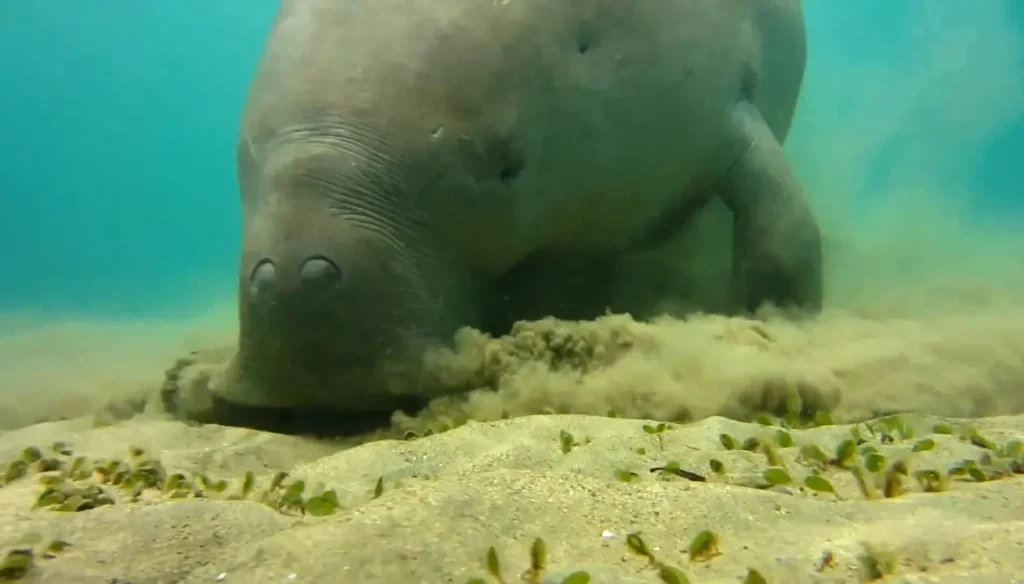 Imagen que muestra a un dugongo adulto pastando en el fondo marino
