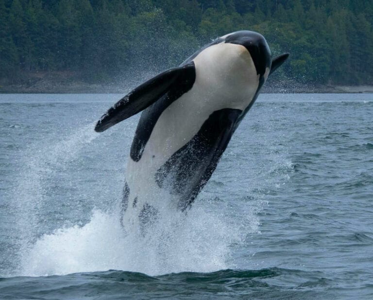 Imagen de una orca saltando sobre el océano