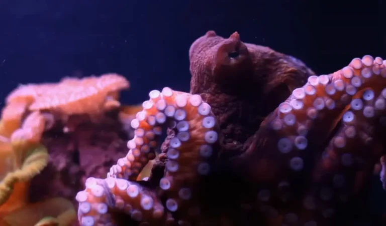 Imagen que muestra un pulpo de tonos rojizos sobre arrecifes de coral