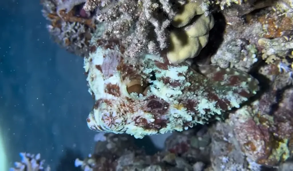 Imagen de un pulpo camuflado en un arrecife de coral