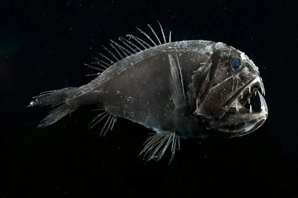 Imagen que muestra a un pez ogro en la oscuridad oceánica