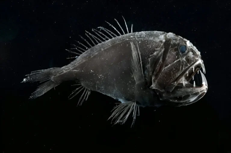 Imagen que muestra a un pez ogro en la oscuridad oceánica