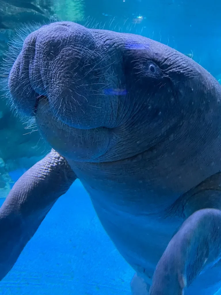 Imagen que muestra a un manatí africano