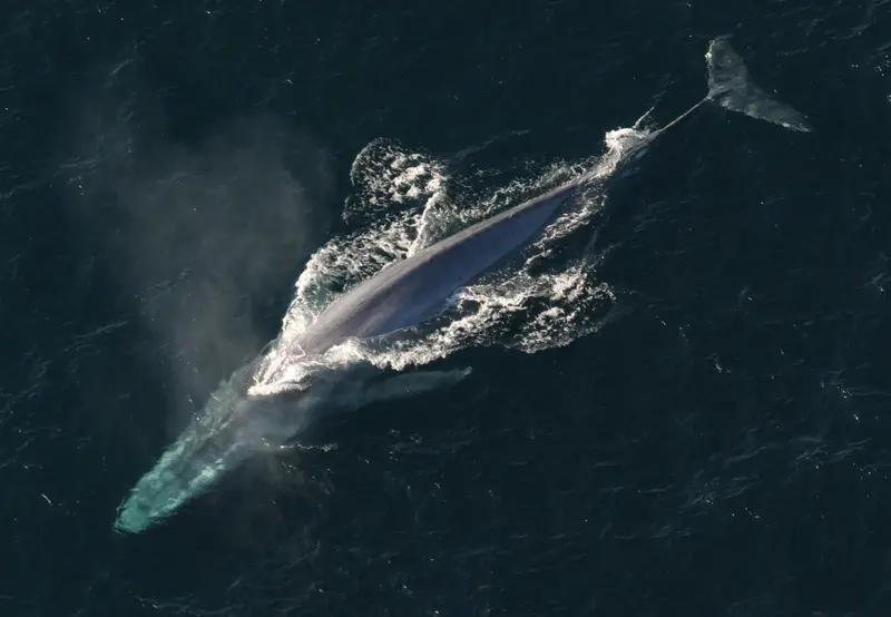 Imagen que muestra una gran ballena azul nadando por la superficie del océano