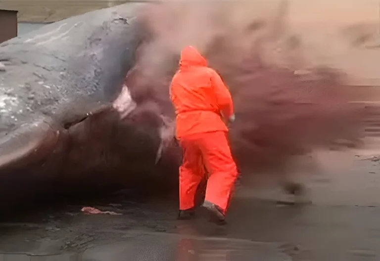 Imagen que muestra el momento exacto donde el abdomen de un cachalote sede a la presión de los gases y explota