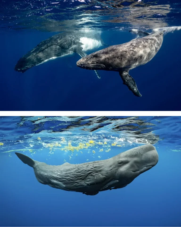Imagen que muestra un cachalote y una ballena de manera comparativa