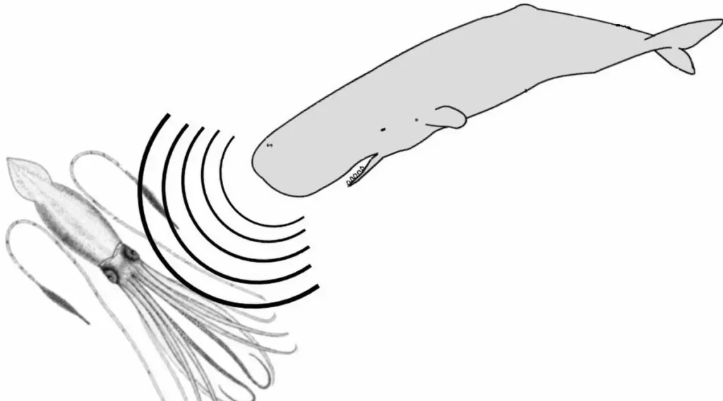 Imágen que muestra una ilustración de un cachalote usando ecolocalización para ver un calamar gigante