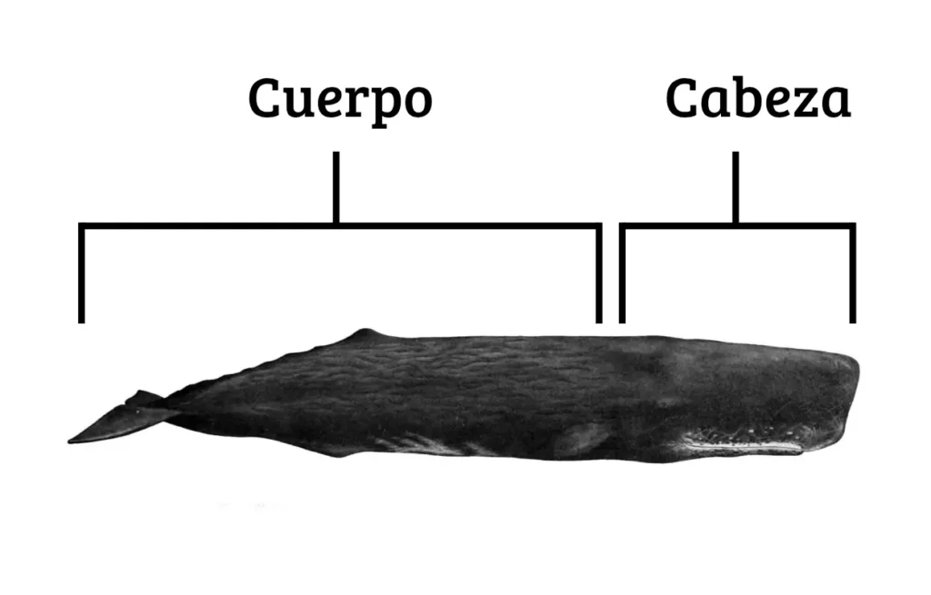 Una infografía que muestra un cachalote mientras se mide su cabeza y cuerpo