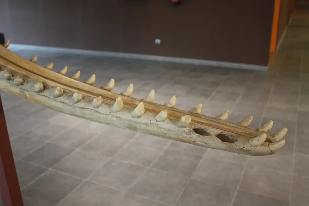 El esqueleto mandíbular de un cachalote con dientes