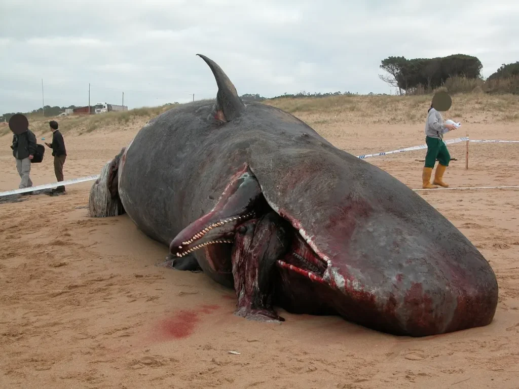 Imágen de una cachalote varado en una playa con un animal en su boca