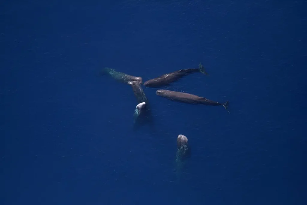 Imágen que muestra un grupo de cachalotes juntos, en la superficie del océano