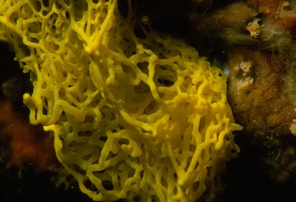 Una esponja Clathrina clatrhus de tono amarillo sobre el sustrato marino