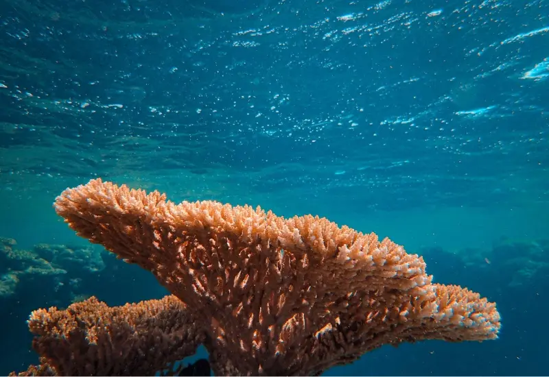 Un coral en el fondo marino