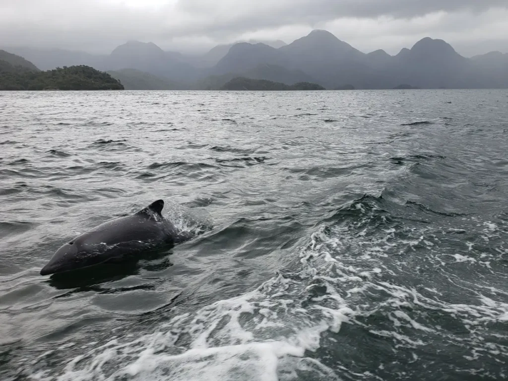 Imagen que muestra a un delfín chileno nadando sobre el agua