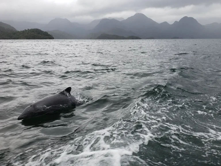 Imagen que muestra a un delfín chileno nadando sobre el agua