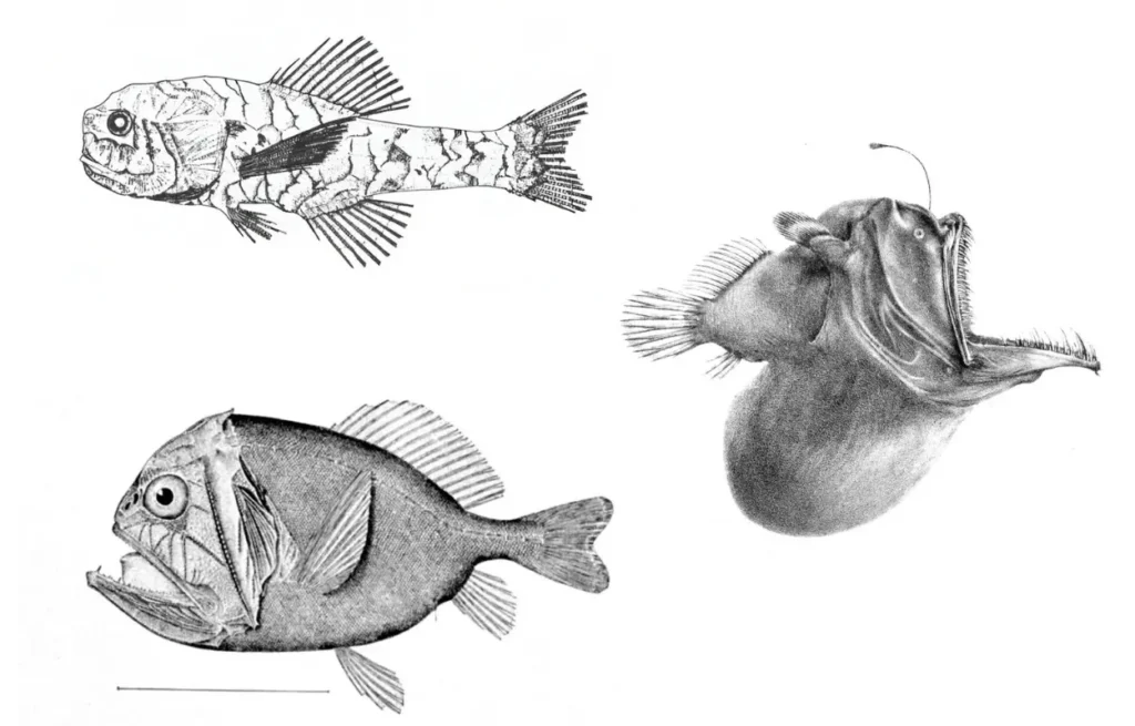 Imagen que muestra tres especies de peces de aguas profundas