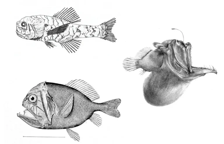 Imagen que muestra tres especies de peces de aguas profundas