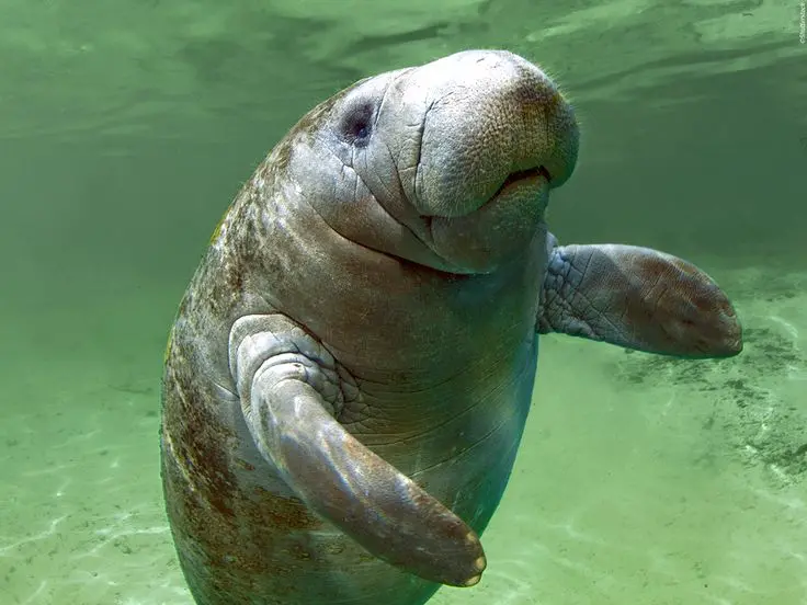 Imagen que muestra a un manatí del Amazonas en el fondo oceánico