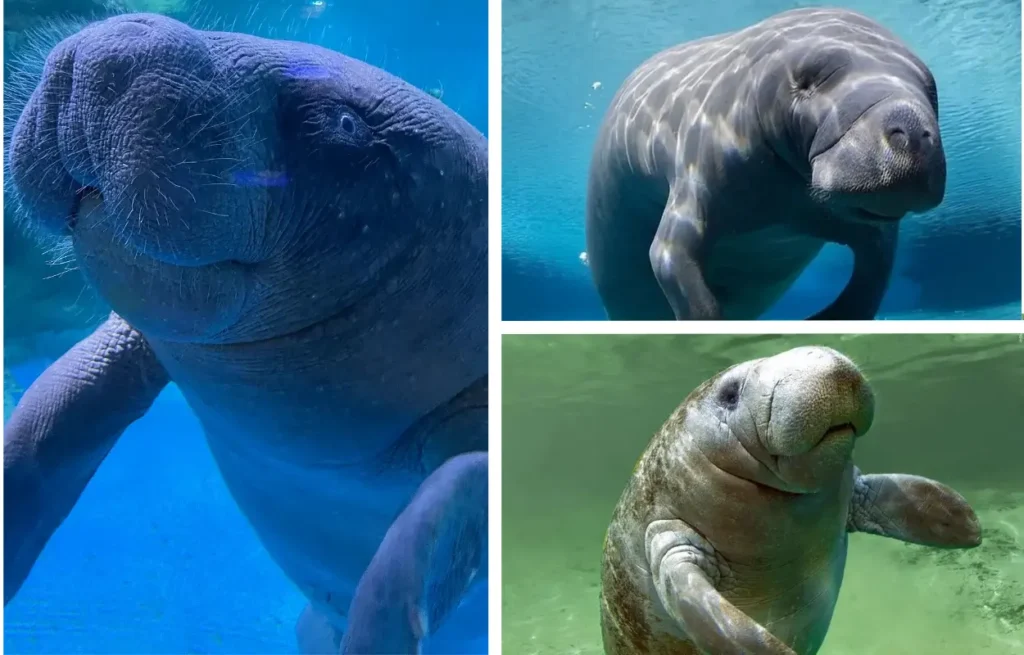 Imágen que muestra una colección con las tres especies de manatí que existen