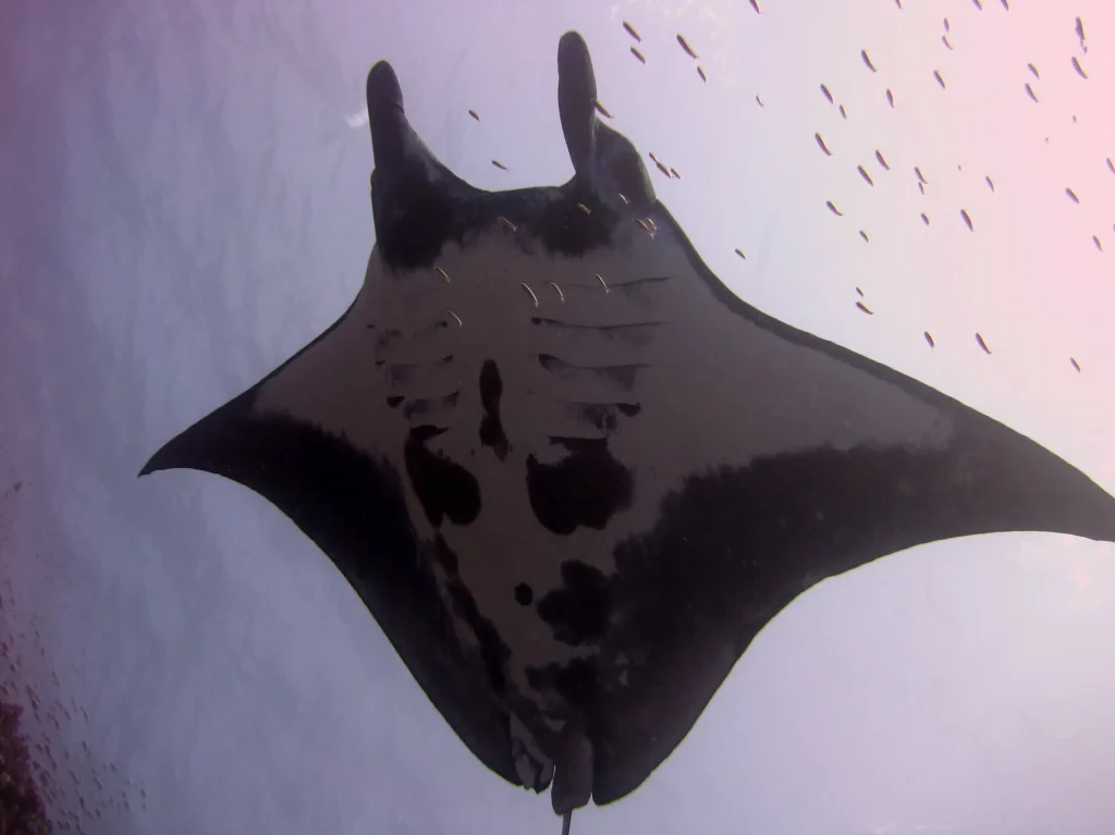 Una mantarraya gigante nadando en el océano, visto de un ángulo bajo mostrando sus branquias