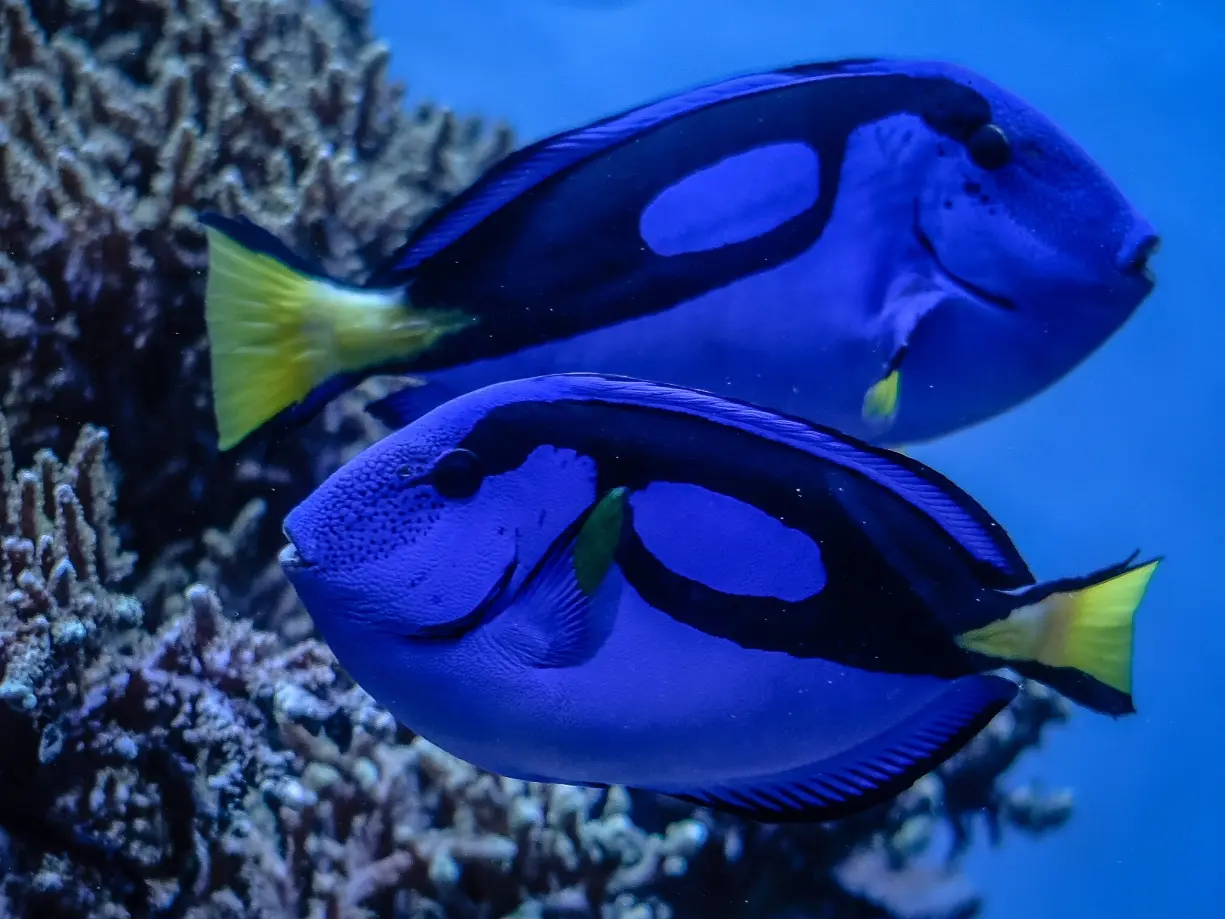 Imagen que muestra dos peces cirujanos en un Arrecife de coral