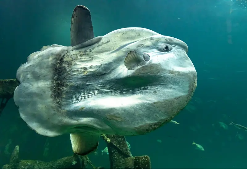 Un gran pez luna nadando verticalmente