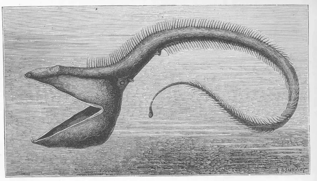 Imagen que muestra el dibujo de un pez pelicano