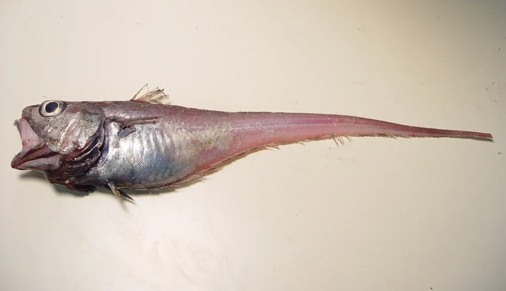 Un pez rata con la boca abierta sobre una mesa