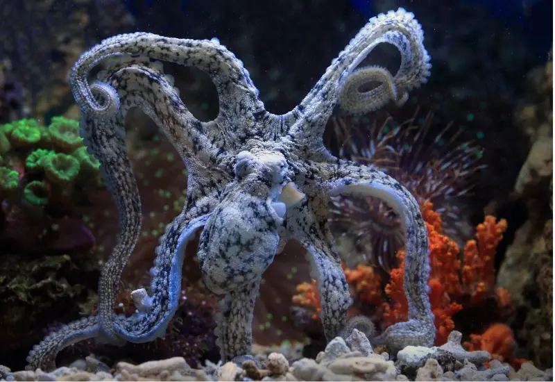 Un pulpo en un fondo de coral
