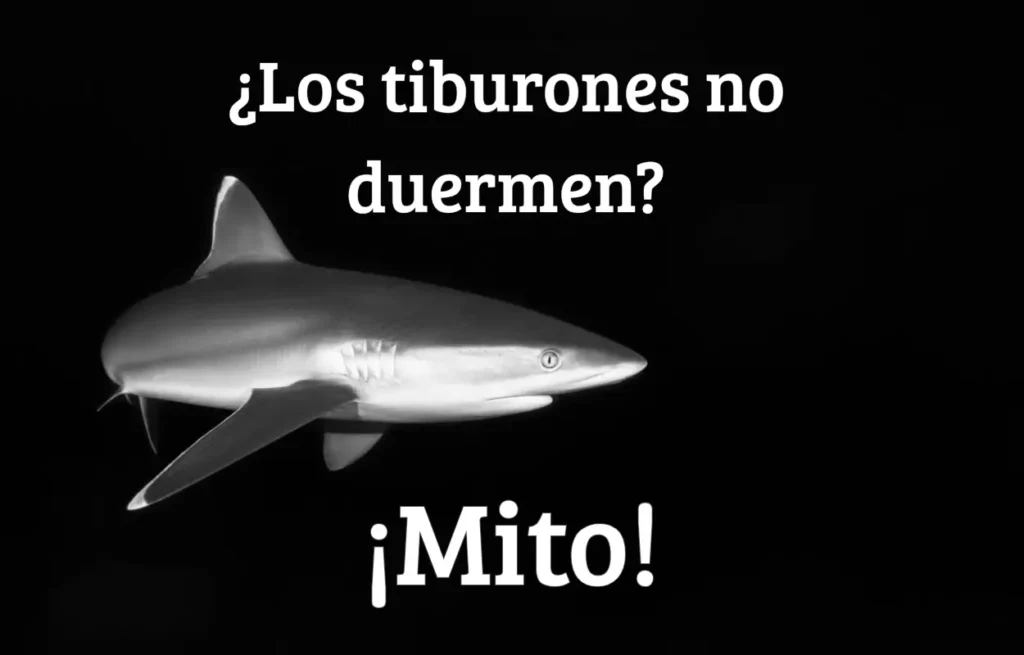 Imágen que muestra un tiburón sobre un fondo negro con textos informativos
